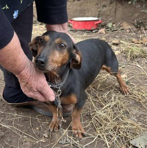 CHERRY AVAILABLE TO ADOPT