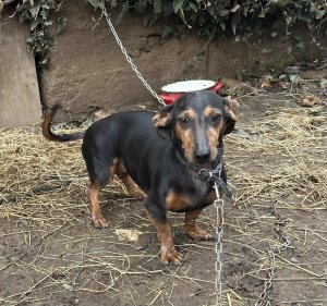 CHERRY AVAILABLE TO ADOPT