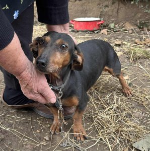 CHERRY AVAILABLE TO ADOPT