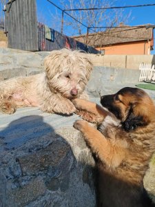 PEARL  AVAILABLE TO SPONSOR & ADOPT