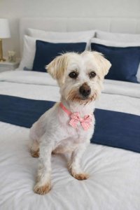 PEARL  AVAILABLE TO SPONSOR & ADOPT