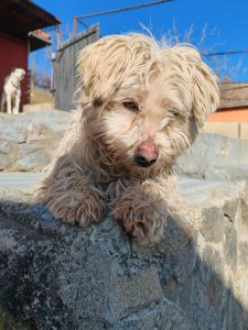 PEARL  AVAILABLE TO SPONSOR & ADOPT