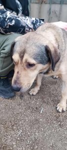 OWAIN NOT AVAILABLE TO ADOPT