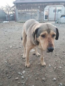 OWAIN NOT AVAILABLE TO ADOPT