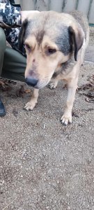 OWAIN NOT AVAILABLE TO ADOPT