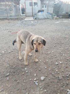 OWAIN NOT AVAILABLE TO ADOPT