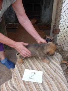 HEIDI AVAILABLE TO ADOPT