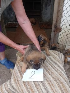 HEIDI AVAILABLE TO ADOPT