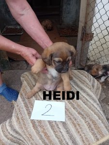 HEIDI AVAILABLE TO ADOPT