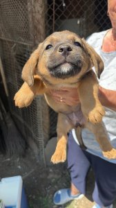 HEIDI AVAILABLE TO ADOPT