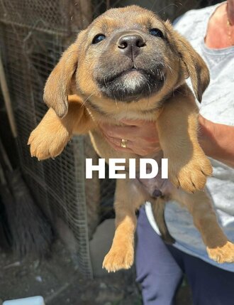 heidi