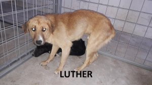 LUTHER 