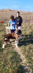 MOLLIE