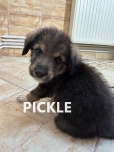 PICKLE 