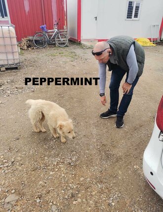 peppermint-debbie-h