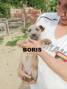 BORIS 