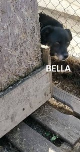 BELLA (Black) 