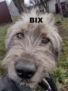 BIX