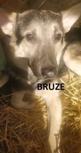 BRUZE 