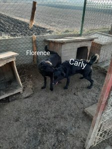 CARLY (Black) 