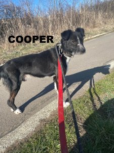 COOPER