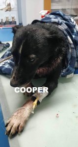 COOPER