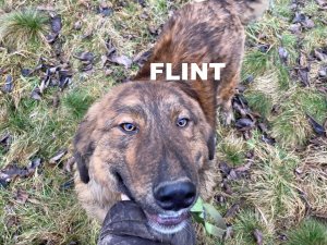 FLINT 