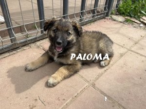 PALOMA 