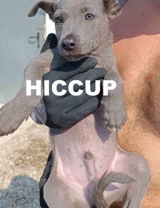hiccup-lexi