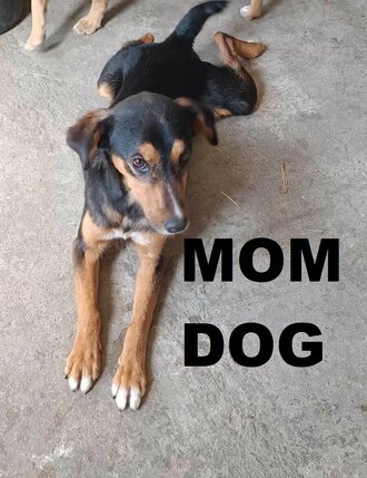 mom-dog