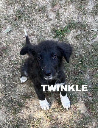 twinkle-claire-james