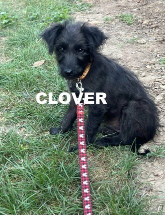 clover-diane-jones