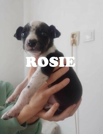 rosie-corrine-wilson